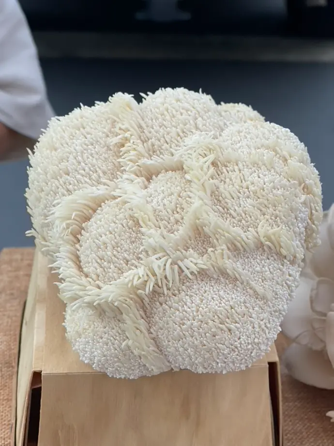 Lion's Mane Mushrooms