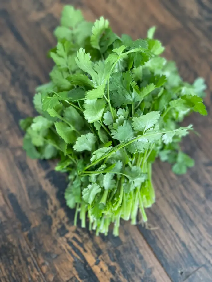 Cilantro