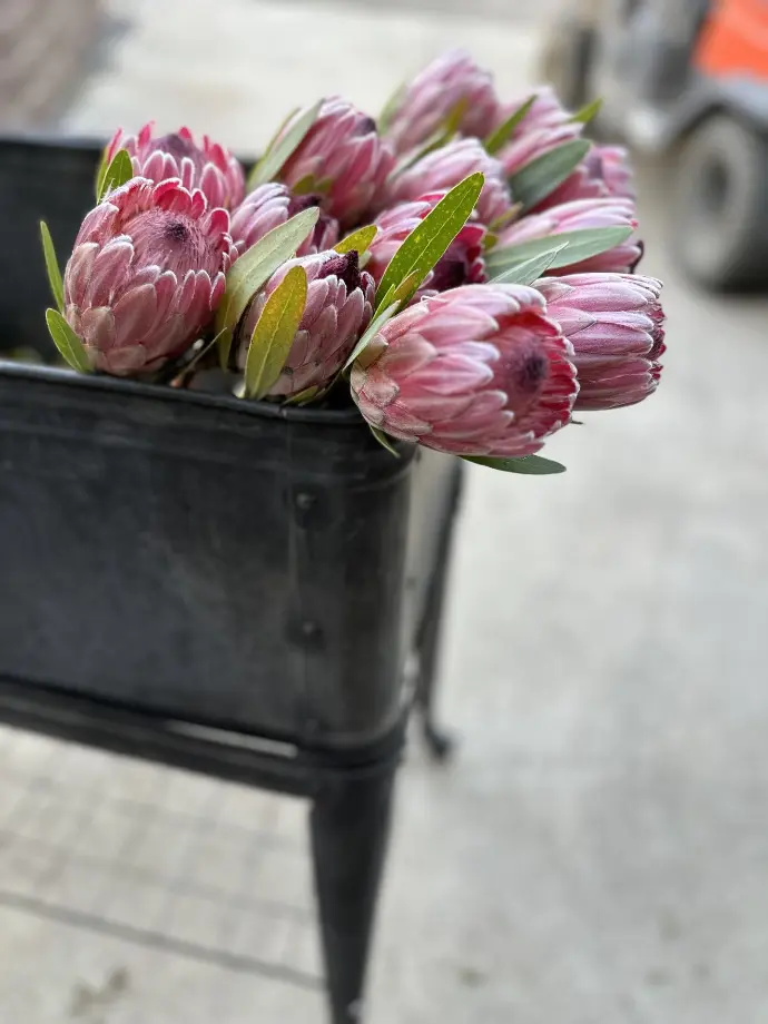 Protea