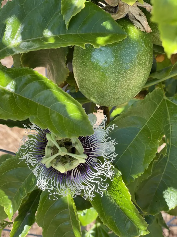 Passionfruit