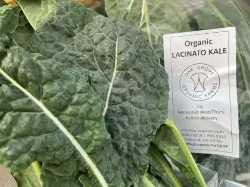 Lacinato Kale