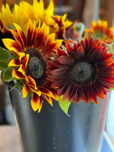 Sunflowers