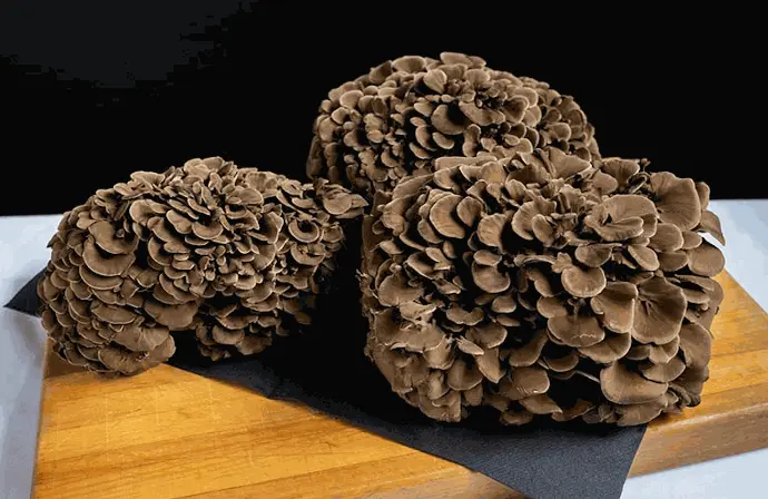 Maitake Mushrooms