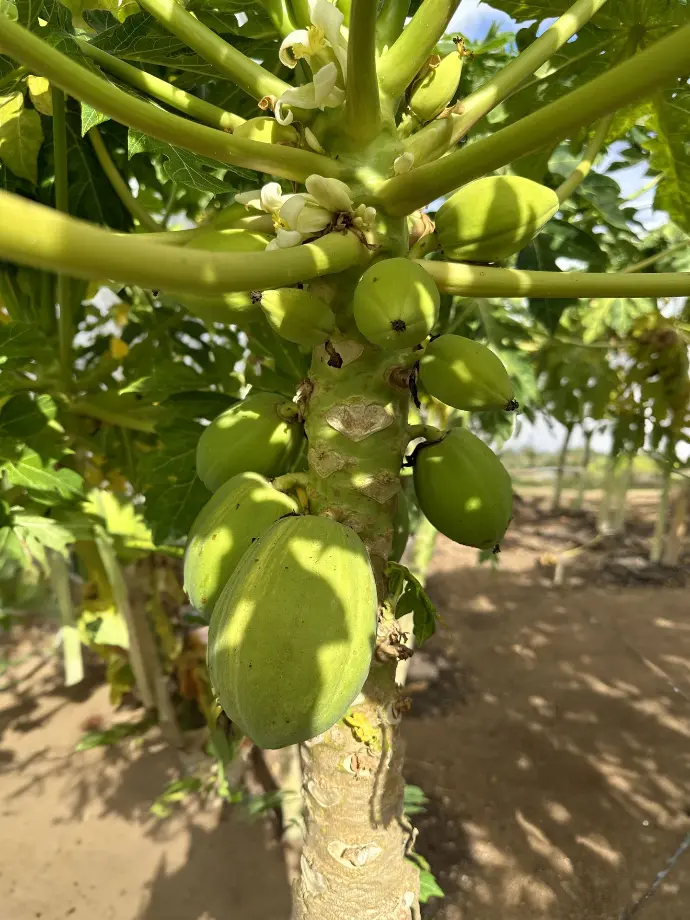 Papayas