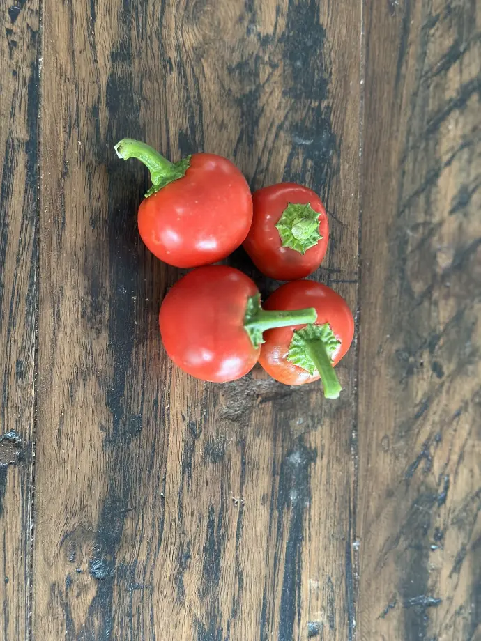 Capperino Pepper