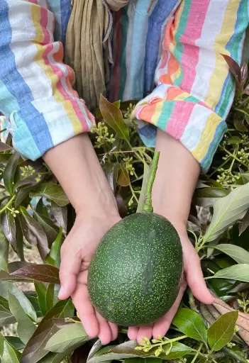 Reed Avocado