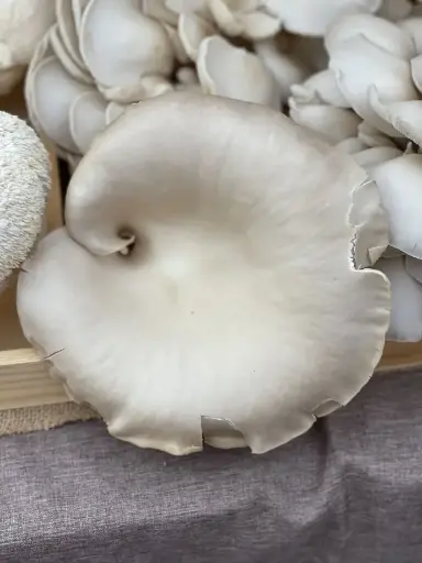 Hungarian Oyster Mushrooms