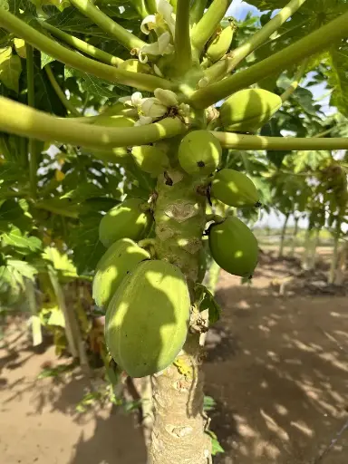 Papayas