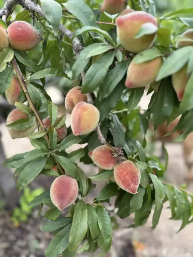 Apricots