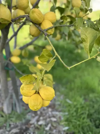 Lemons