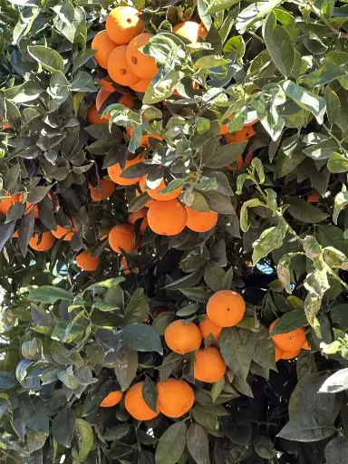 Oranges